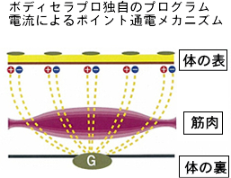 ボディセラプロはインナーマッスルまで強化し、内臓脂肪、皮下脂肪を燃焼